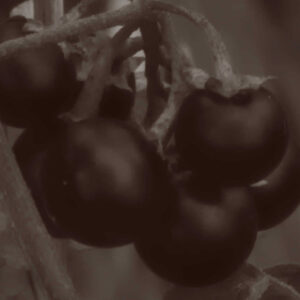 Purely decorative black & white very closeup image of a some deadly nightshade berries.